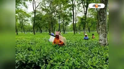 Siliguri Tea Garden: সরকারি উদ্যোগে চা শ্রমিকের ছেলে-মেয়েদের কম্পিউটার প্রশিক্ষণ, খুশির হাওয়া বাগানে!
