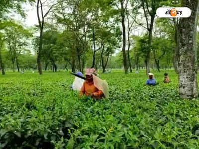 Siliguri Tea Garden: সরকারি উদ্যোগে চা শ্রমিকের ছেলে-মেয়েদের কম্পিউটার প্রশিক্ষণ, খুশির হাওয়া বাগানে!