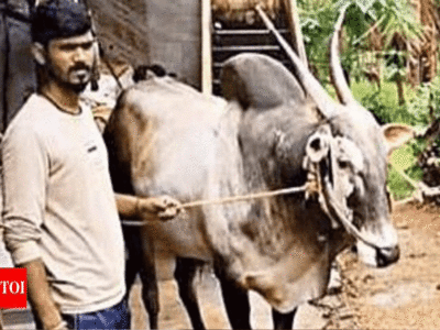 Tamil nadu news: तमिलनाडु में किसान ने 19 लाख रुपये में खरीदा बैल, जानें क्यों इतनी ज्यादा कीमत लगी ब्रह्मा की