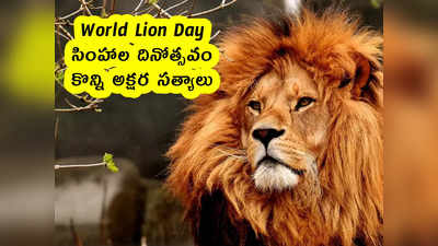 World Lion Day : సింహాల దినోత్సవం.. కొన్ని అక్షర సత్యాలు