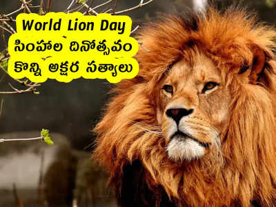 World Lion Day : సింహాల దినోత్సవం.. కొన్ని అక్షర సత్యాలు