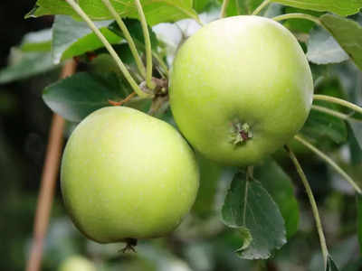 green apple: தினமும் ஒரு க்ரீன் ஆப்பிள் தோலுடன் சாப்பிடுவதால் இத்தனை பலன்களும் உங்களுக்கு கிடைக்கும்...