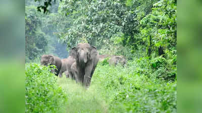 World Elephant Day 2022: ವಿಶ್ವ ಆನೆಗಳ ದಿನ.. ಗಜರಾಜನಿಗೇಕೆ ಈ ವಿಶೇಷ ದಿನಾಚರಣೆ? ಇಲ್ಲಿದೆ ಮಾಹಿತಿ