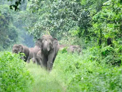 World Elephant Day 2022: ವಿಶ್ವ ಆನೆಗಳ ದಿನ.. ಗಜರಾಜನಿಗೇಕೆ ಈ ವಿಶೇಷ ದಿನಾಚರಣೆ? ಇಲ್ಲಿದೆ ಮಾಹಿತಿ