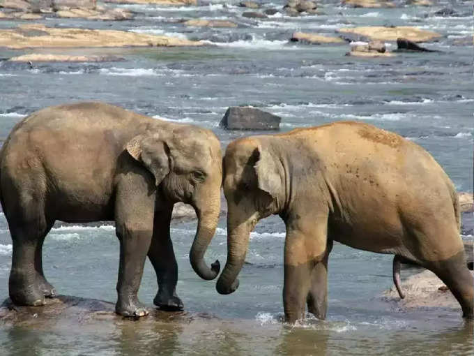 ​ಆನೆಗಳ ಬಗೆಗಿನ ಕೌತುಕಗಳು