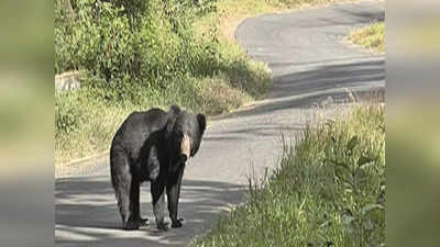 Bear Menace: ಕರಡಿ ಕಾಟಕ್ಕೆ ಕಂಗೆಟ್ಟ ಕೊಪ್ಪಳದ ನವ ಯುವಕರು..! ಕುಗ್ರಾಮಕ್ಕೆ ಕನ್ಯೆ ಕೊಡಲು ಹೆತ್ತವರ ಹಿಂದೇಟು..!