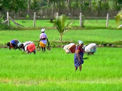 உரம் தட்டுப்பாட்டால் தலைவலி.. தமிழ்நாடு அரசுக்கு டெல்டா விவசாயிகள் கோரிக்கை!