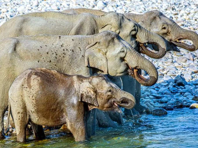इस तस्वीर में कितने हाथी हैं?