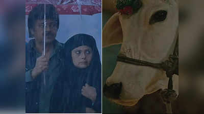 Holy Cow Trailer: होली काऊ का ट्रेलर रिलीज, गाय के लापता होने के इर्द-गिर्द बुनी गई है पूरे फिल्म की कहानी