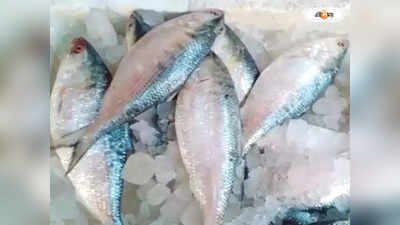 Hilsa Fish: মৎস্যজীবীদের জালে পেল্লাই ইলিশ! বিক্রি লাখ লাখ টাকায়