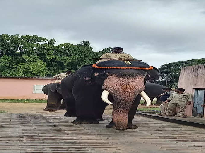 ಮೈಸೂರು ದಸರಾ ಮಹೋತ್ಸವಕ್ಕೆ ಆಗಮಿಸಿರುವ ಅಂಬಾರಿ ಆನೆ ಕ್ಯಾಪ್ಟನ್ ಅಭಿಮನ್ಯು ನೇತೃತ್ವದ 9 ಆನೆಗಳ ತೂಕ ಮಾಡುವ ಪ್ರಕ್ರಿಯೆ ನಡೆಯಿತು. ಗಜಪಯಣದ ಮೂಲಕ ದಸರಾ ಮಹೋತ್ಸವಕ್ಕೆ ಆಗಮಿಸುವ ಆನೆಗಳಿಗೆ ತಾಲೀಮು ಹಾಗೂ ವಿಶೇಷ ಆಹಾರ ನೀಡುವ ಕಾರ್ಯ ಆರಂಭಿಸುವ ಮುನ್ನ ತೂಕ ಹಾಕಲಾಗುತ್ತದೆ. ಈ ಪ್ರಕ್ರಿಯೆ ಹಲವು ವರ್ಷಗಳಿಂದ ಸಂಪ್ರದಾಯವಾಗಿ ಬೆಳೆದು ಬಂದಿದೆ.