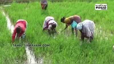 குறுவப் பணியில் ஈடுபடும் விவசாயி பெண்கள் பட்டினத்து பாடல் பாடி அசத்தல்..