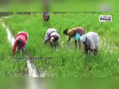 குறுவப் பணியில் ஈடுபடும் விவசாயி பெண்கள் பட்டினத்து பாடல் பாடி அசத்தல்..