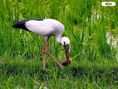 Migratory birds: খাদ্য সংকটের জেরেই ফিরে গেল Durgapur-এর বিদেশি অতিথিরা!