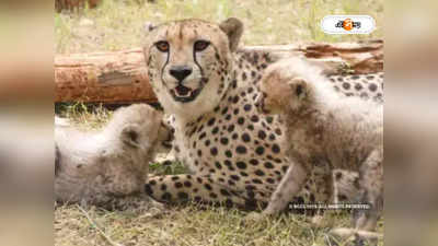 Cheetah: ১৫ আগস্ট আসবে চিতা? তারিখ ঘিরে সংশয়