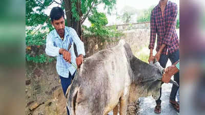 Lumpy disease: విజృంభిస్తోన్న లంపీ వైరస్... రాజస్థాన్‌లో 12 వేలకుపైగా మూగ జీవాలు మృతి 