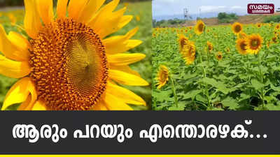 ആരും പറയും എന്തൊരഴക് ....