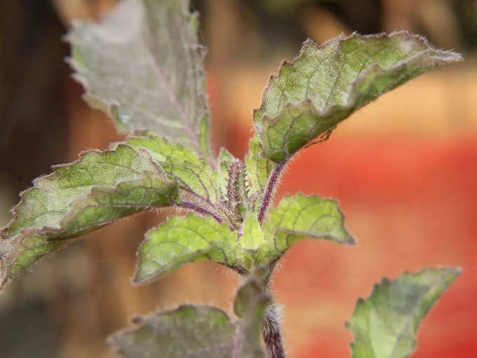 Tulsi Plant