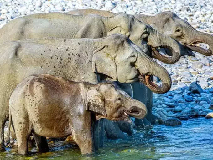 या फोटोमध्ये किती हत्ती दिसतायेत?