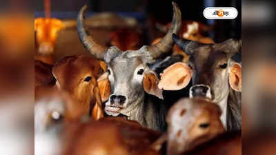 Cattle Smuggling: ‘গোরু-টাকা-সন্ত্রাসবাদ’, বিশ্বজুড়ে পাচারচক্রে কী ভাবে এক সূত্রে বাঁধা এই তিন শব্দ?