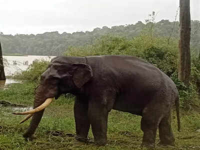 World Elephant Day 2022: ವಿಶ್ವ ಆನೆ ದಿನದ ವಿಶೇಷ: ಮಾವುತರಿಗೆ ತಲೆನೋವಾದ ಪುಂಡಾನೆ ಗಣೇಶ