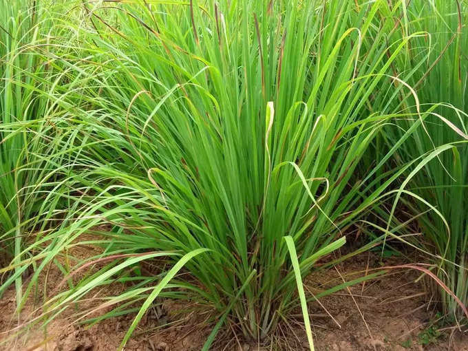 ​ಲಿಂಬೆ ಹುಲ್ಲು