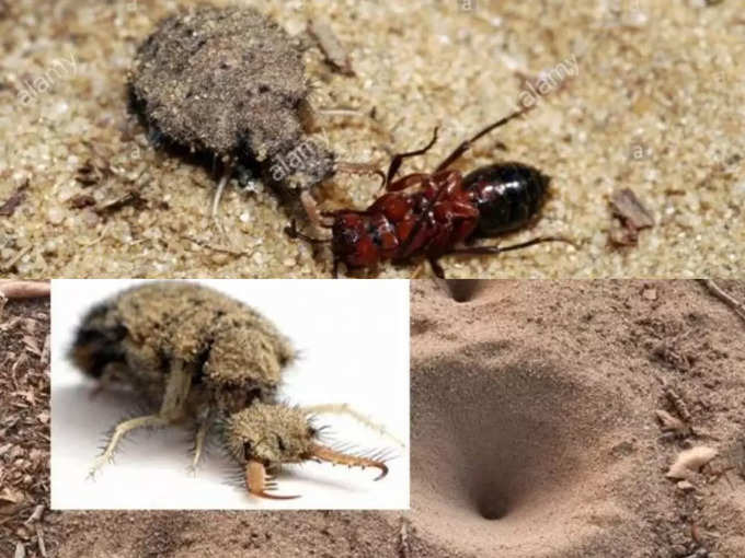 ఇదేంటో తెలుసా.. చీమ సింహం (ant lion)