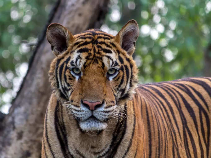 ಜೀವವೈವಿಧ್ಯಗಳ ತಾಣ