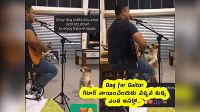 Dog for Guitar : గిటార్ వాయించేందుకు వచ్చిన కుక్క.. ఎంత ఆసక్తో...