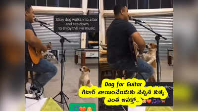 Dog for Guitar : గిటార్ వాయించేందుకు వచ్చిన కుక్క.. ఎంత ఆసక్తో... 