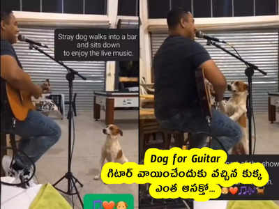 Dog for Guitar : గిటార్ వాయించేందుకు వచ్చిన కుక్క.. ఎంత ఆసక్తో...