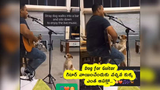 Dog for Guitar : గిటార్ వాయించేందుకు వచ్చిన కుక్క.. ఎంత ఆసక్తో...