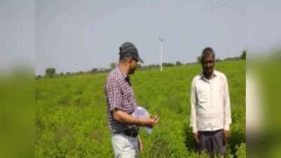 Hamirpur News: 30 हजार की लागत, 80 हजार की कमाई... हमीरपुर में तुलसी की खेती से किसानों की चमकी तकदीर