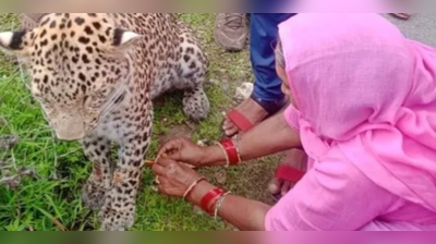 Viral Video: ઘાયલ દીપડાને રાખડી બાંધી રાજસ્થાનની મહિલાએ લોકોને ચોંકાવી દીધા