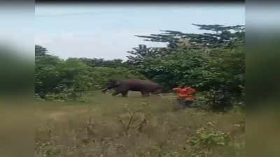 விவசாய தோட்டங்களில் முகாமிட்டுள்ள காட்டு யானைகள்; இரண்டாவது நாளாக விரட்டும் பணியில் வனத்துறை!