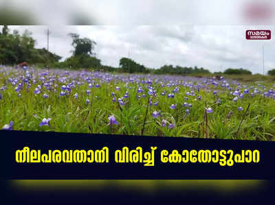 നീലപരവതാനി വിരിച്ച് കോതോട്ടുപാറ...