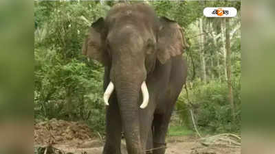 Alipurduar News: দুর্ঘটনায় হাতির মৃত্যু রুখতে নয়া উদ্যোগ, রেল লাইনে বসবে এলিসেন্স