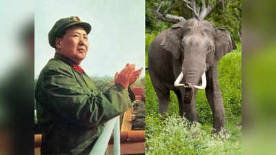 Mao Zedong Nepal: हाथी से क्‍या खेत में जुताई कर सकते हैं...जब चीन में माओ के सवाल सुन अवाक रह गए नेपाली नेता बिष्‍ट