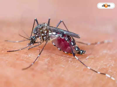 Dengue: মশাবাহিত রোগ নিয়ে সতর্ক করা হল ১২ পুরসভাকে