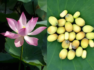 Lotus Seeds Benefits: કમળના આ ભાગમાં છે સ્વાસ્થ્યનો ખજાનો, 4 બીમારીઓ જડથી થશે ગાયબ