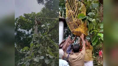 75 അടിയോളം ഉയരമുള്ള മരത്തില്‍ കുടുങ്ങി; തൊഴിലാളിയെ അഗ്‌നിരക്ഷാസേന ഉദ്യോഗസ്ഥര്‍ രക്ഷപ്പെടുത്തി