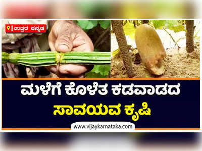 ಮಳೆಗೆ ಕೊಳೆತು ಹೋಯ್ತು ಕಡವಾಡದ ಸಾವಯವ ಕೃಷಿ: ಮಳೆ ನೀರಿನೊಂದಿಗೆ ಕೊಚ್ಚಿ ಹೋಯ್ತು ರೈತನ ಕಣ್ಣೀರು, ಬದುಕು