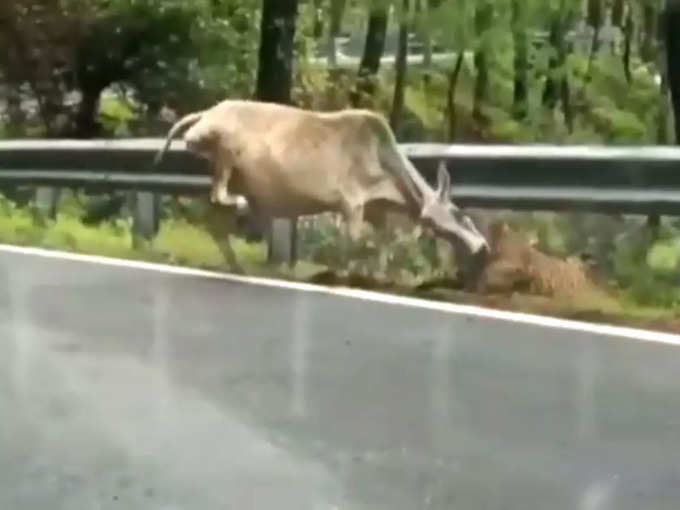 जब तेंदुए ने गाय को दबोचा...