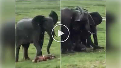 हत्तीचा जन्म कसा होतो? जंगलातील अत्यंत दुर्मीळ Video व्हायरल