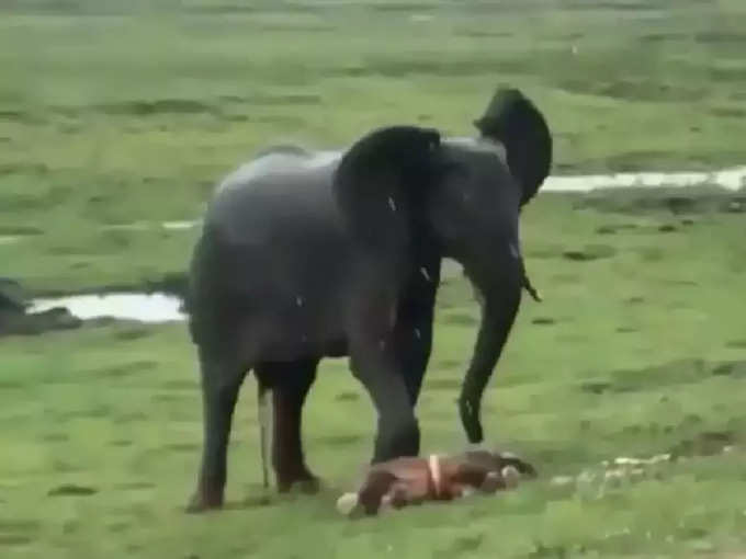 हत्तीण पिल्लाला जन्म कसा देते?