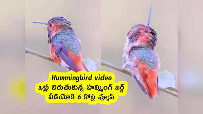 Hummingbird video : ఒళ్లు విరుచుకున్న హమ్మింగ్ బర్డ్ .. వీడియోకి 6 కోట్ల వ్యూస్