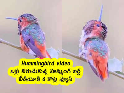 Hummingbird video : ఒళ్లు విరుచుకున్న హమ్మింగ్ బర్డ్ .. వీడియోకి 6 కోట్ల వ్యూస్