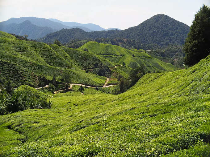 कैमरून हाइलैंड्स, मलेशिया - Cameron Highlands, Malaysia