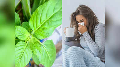 Ayurveda Tips: ওষুধ ছাড়াই সারবে কাশি-গলা ব্যথা, আয়ুর্বেদ চিকিৎসকের থেকে জানুন রামবাণ এই রেসিপি