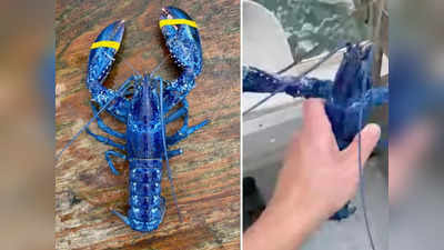 Rare Blue Lobster : मछली पकड़ने गए बाप-बेटे के हाथ लगा अजूबा! 20 लाख में सिर्फ 1 केकड़े का रंग होता है नीला, खाने के बजाय दी नई जिंदगी